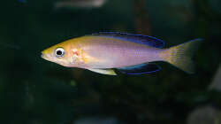 Besatz im Aquarium Sand - und Freiwasserzone im Tanganjikasee