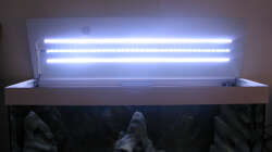 Technik im Aquarium Sand - und Freiwasserzone im Tanganjikasee