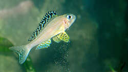 Besatz im Aquarium Sand - und Freiwasserzone im Tanganjikasee