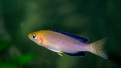 Besatz im Aquarium Sand - und Freiwasserzone im Tanganjikasee