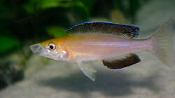 Besatz im Aquarium Sand - und Freiwasserzone im Tanganjikasee