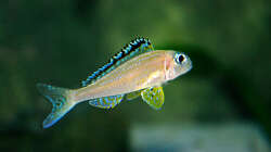 Besatz im Aquarium Sand - und Freiwasserzone im Tanganjikasee