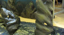 Dekoration im Aquarium Sand - und Freiwasserzone im Tanganjikasee