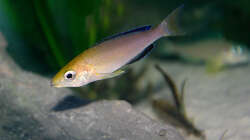 Besatz im Aquarium Sand - und Freiwasserzone im Tanganjikasee