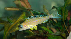 Besatz im Aquarium Sand - und Freiwasserzone im Tanganjikasee