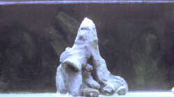 Dekoration im Aquarium Sand - und Freiwasserzone im Tanganjikasee