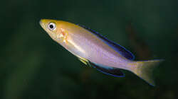 Besatz im Aquarium Sand - und Freiwasserzone im Tanganjikasee