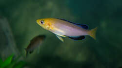 Besatz im Aquarium Sand - und Freiwasserzone im Tanganjikasee