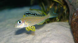 Besatz im Aquarium Sand - und Freiwasserzone im Tanganjikasee