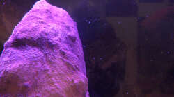 Dekoration im Aquarium Sand - und Freiwasserzone im Tanganjikasee