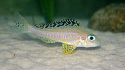 Besatz im Aquarium Sand - und Freiwasserzone im Tanganjikasee