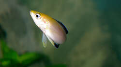 Besatz im Aquarium Sand - und Freiwasserzone im Tanganjikasee