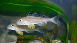 Besatz im Aquarium Sand - und Freiwasserzone im Tanganjikasee