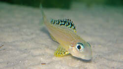 Besatz im Aquarium Sand - und Freiwasserzone im Tanganjikasee