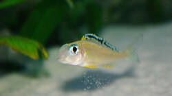 Besatz im Aquarium Sand - und Freiwasserzone im Tanganjikasee