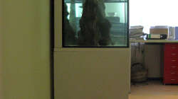 Dekoration im Aquarium Sand - und Freiwasserzone im Tanganjikasee