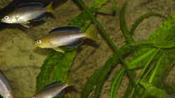  Cyprichromis leptosoma `Jumbo Yellow Head Kekese` (Jungtiere) 