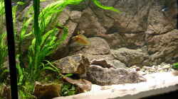 Aquarium Becken 216