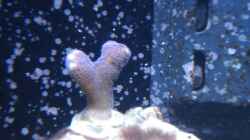 Besatz im Aquarium Weiße Perle
