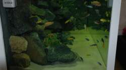 Aquarium "Mpanga Rocks" Nur noch als Beispiel