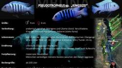 Besatz im Aquarium "Mpanga Rocks" Nur noch als Beispiel