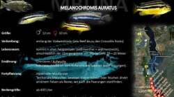 Besatz im Aquarium "Mpanga Rocks" Nur noch als Beispiel