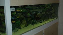 Aquarium "Mpanga Rocks" Nur noch als Beispiel