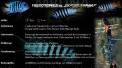 Besatz im Aquarium "Mpanga Rocks" Nur noch als Beispiel