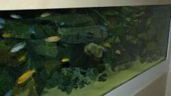 Dekoration im Aquarium "Mpanga Rocks" Nur noch als Beispiel