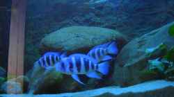 Besatz im Aquarium Blaue Impressionen aus dem Tanganjikasee
