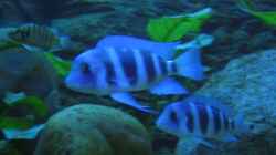 Besatz im Aquarium Blaue Impressionen aus dem Tanganjikasee