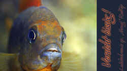 Vorsicht bissig! Labidochromis sp. Hongi `Red Top`