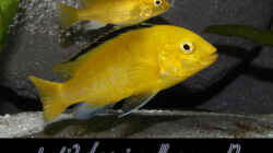 Labidochromis Yellow sp. Gold