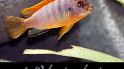 Labidochromis sp. Hongi  `Red Top`