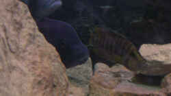 Besatz im Aquarium Becken 2186