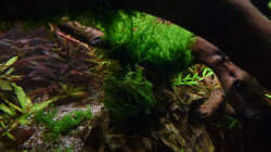 Sakura Nachwuchs auf Perlmoos