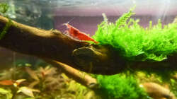 Wüstenwurzel mit Moos und Sakura