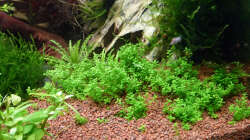 HCC Staurogyne repens