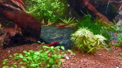 Wüstenwurzel mit Schieferplatte