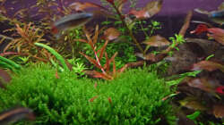 Sakura Champ Red Nachwuchs