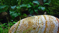 Blue Tiger Orange Eye