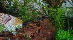 blaue Tigergarnele Orange Eye