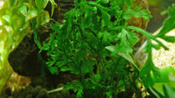 Lake Rainbow Aufbau Bild 14