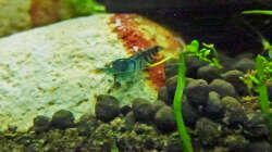 Blue Tiger Orange Eye