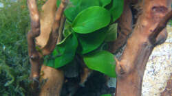 Lake Rainbow Aufbau Bild 14