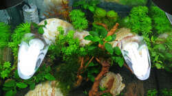 Lake Rainbow Aufbau Bild 5