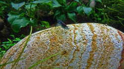 Blue Tiger Orange Eye