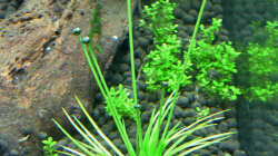 Lake Rainbow Aufbau Bild 16