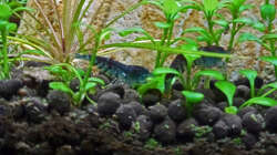 blaue Tigergarnele Orange Eye