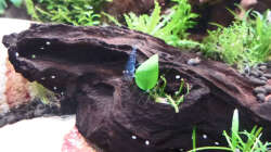 Blue Tiger Orange Eye